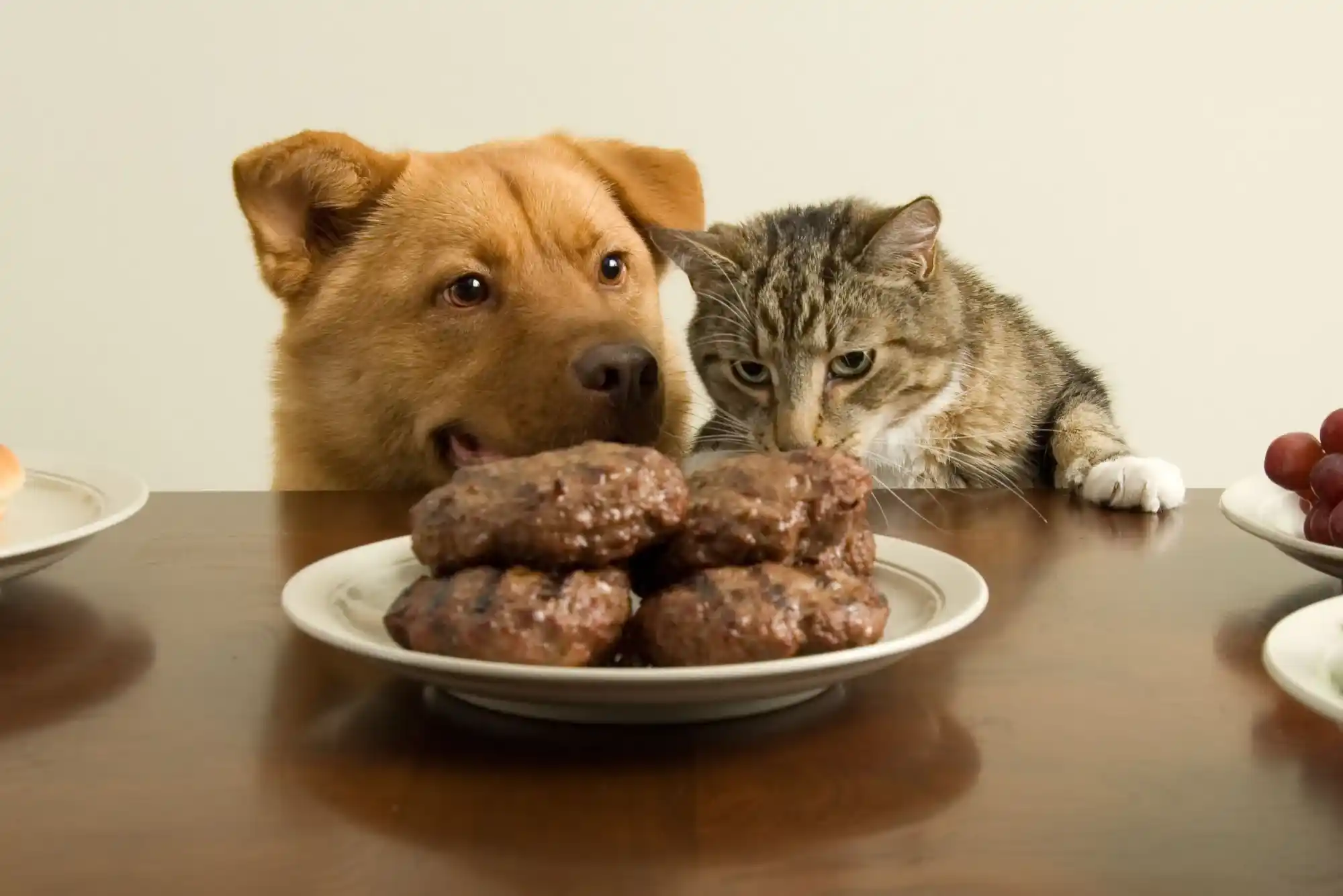 Can Dogs Eat Cat Food