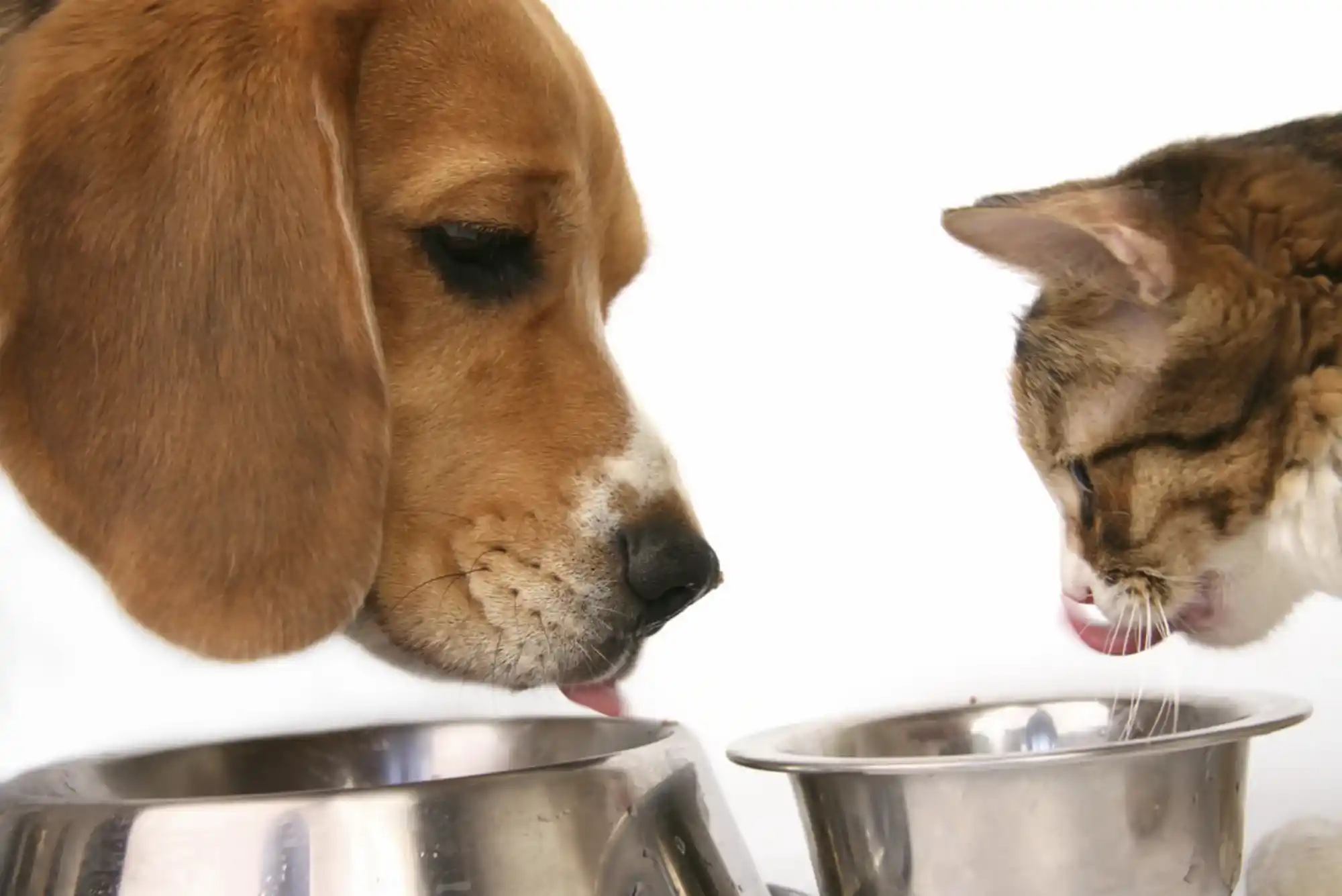 Dogs are Attracted to Cat Food