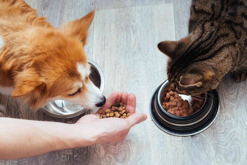 Is Cat Food Safe for Dogs
