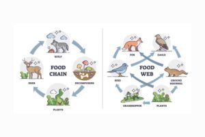 Understanding the Food Web