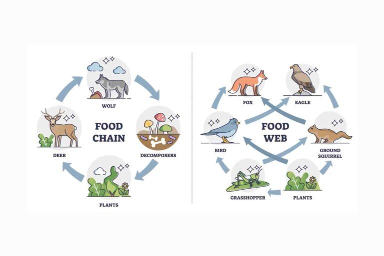 Understanding the Food Web