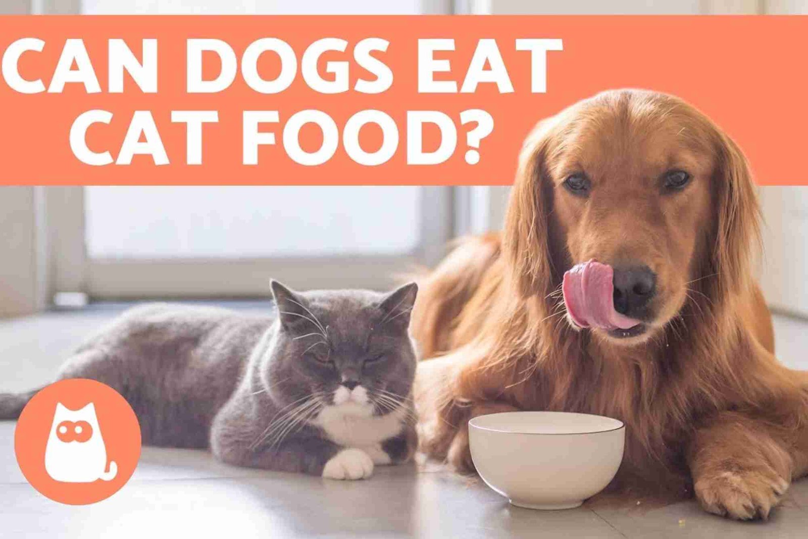 Practical Tips: Can Dogs Eat Cat Food